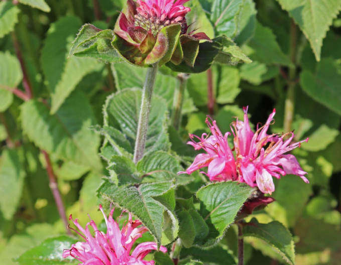 Indianernessel Bee-Lieve