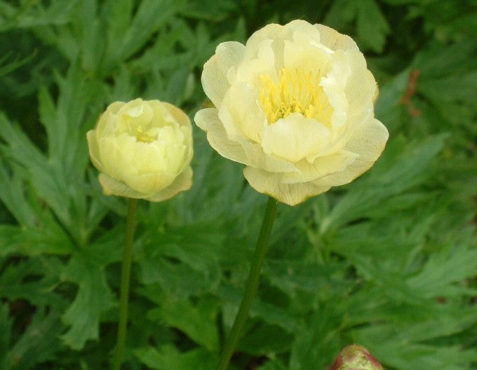 Trollblume Alabaster