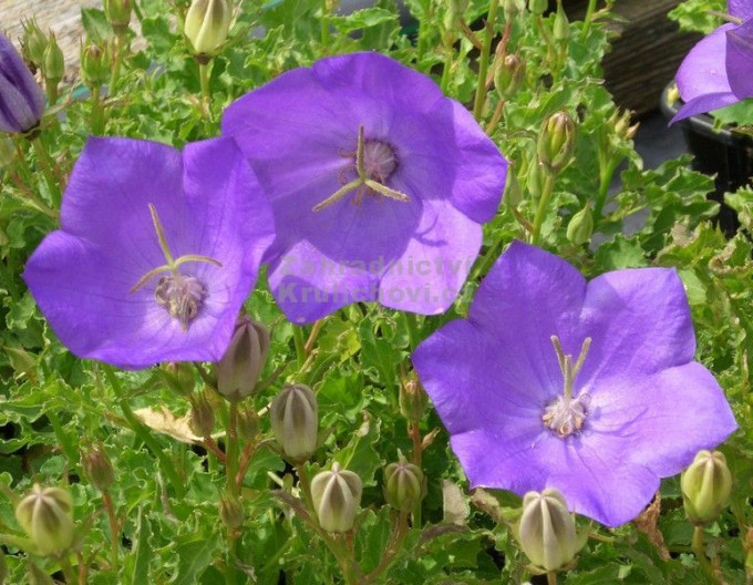 Karpatenglockenblume Pearl Deep Blue