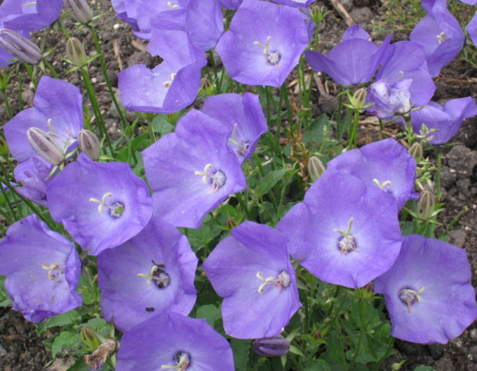 Karpatenglockenblume Pearl Deep Blue