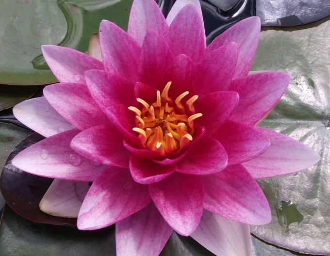 Seerose Attraction