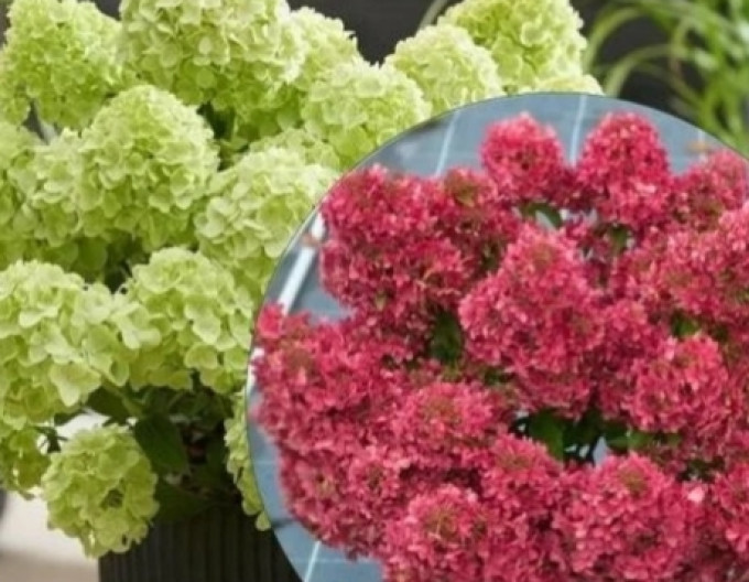 Hortensie Petite Flori