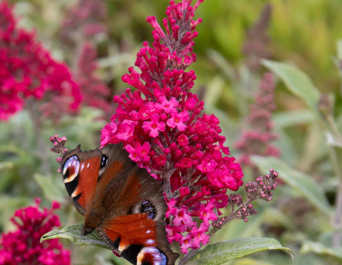 Sommerflieder  ´Butterfly Candy  Little Ruby´ Zwerg