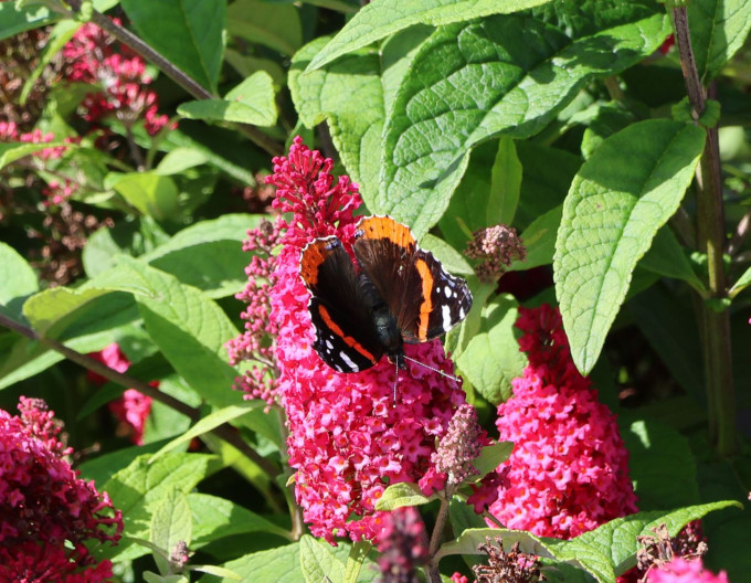 Sommerflieder  ´Butterfly Candy  Little Ruby´ Zwerg