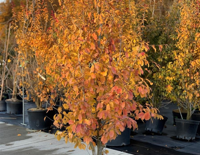 Eisenholzbaum  Persian Spire