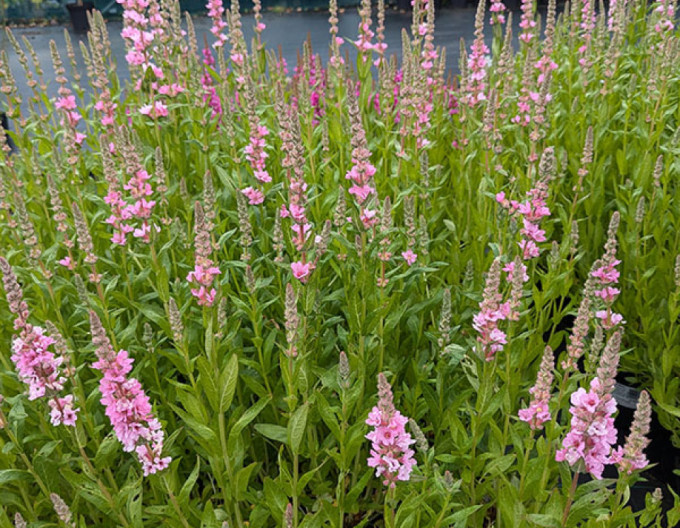 Blutweiderich  Blush
