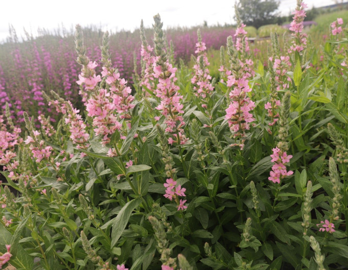 Blutweiderich  Blush