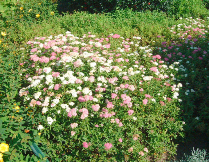 Japanischer Spierstrauch Genpei 2l