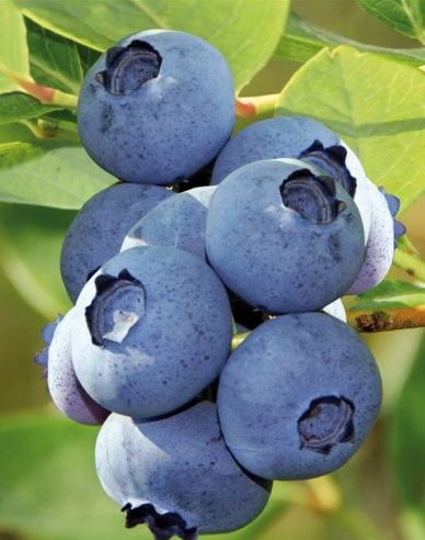 Kanadische Heidelbeere Bluecrop