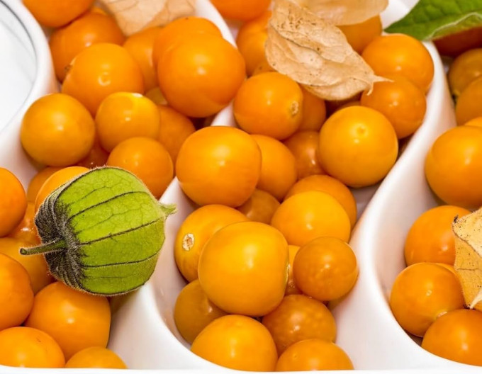 Andenbeere  (Physalis peruviana) ’Little Buddha’