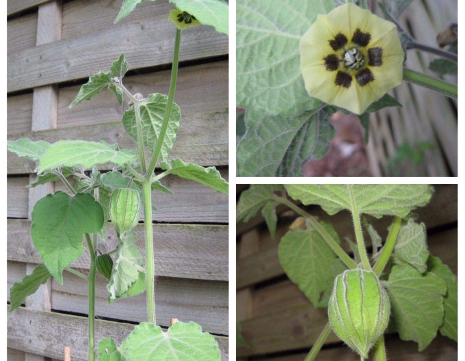 Andenbeere  (Physalis peruviana) ’Little Buddha’