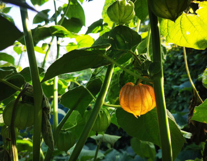 Andenbeere  (Physalis peruviana) ’Little Buddha’