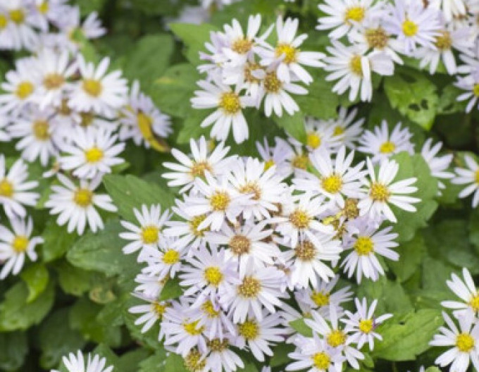 Aster  „Ashvi“ 2 l
