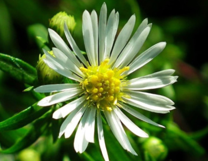 Aster  „Ashvi“ 2 l