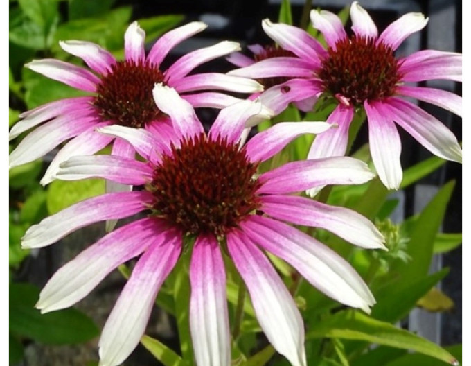 Echinacea „Fountain ‘Pink Eye’“