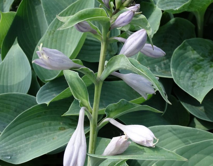 Hosta  „Canadian Blue“