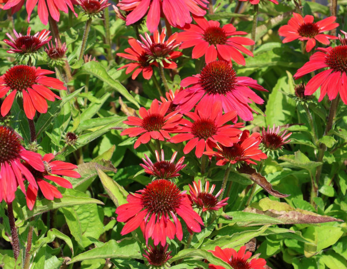 Sonnenhut (Echinacea)„Vintage Ruby“