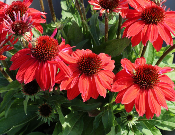Sonnenhut (Echinacea)„Vintage Ruby“