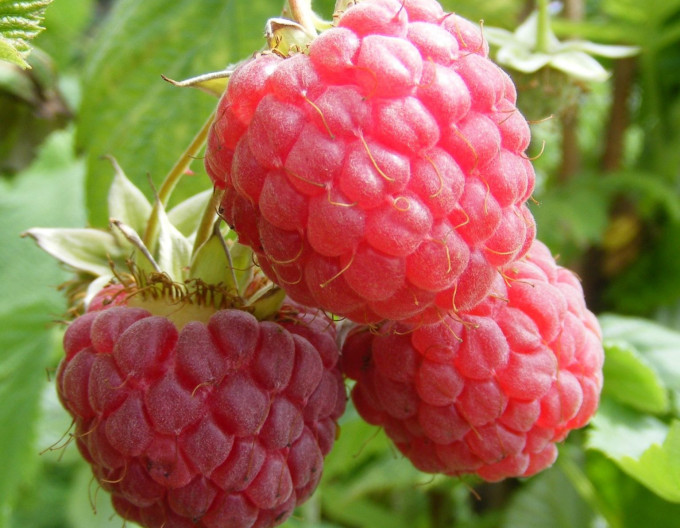 Rote Himbeere ´Little Sweet Sister´ – immertragend