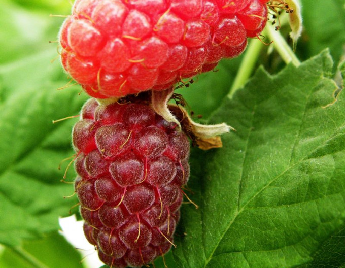 Brombeer-Himbeere ´Loganberry´