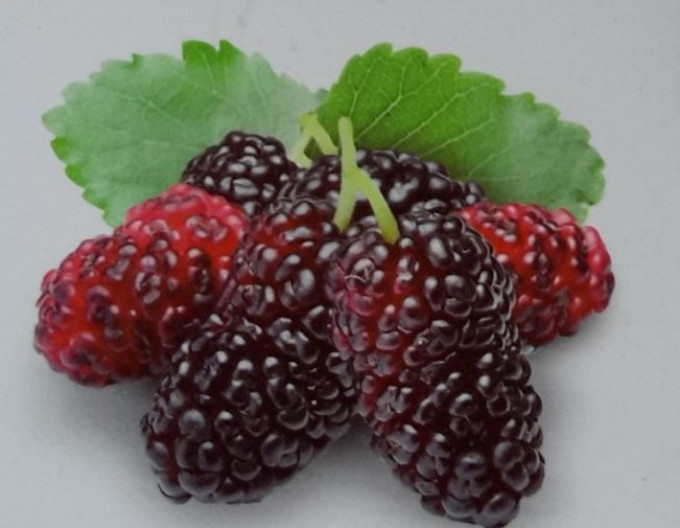 Brombeer-Himbeere ´Loganberry´