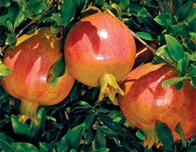Granatapfel „Favorit“