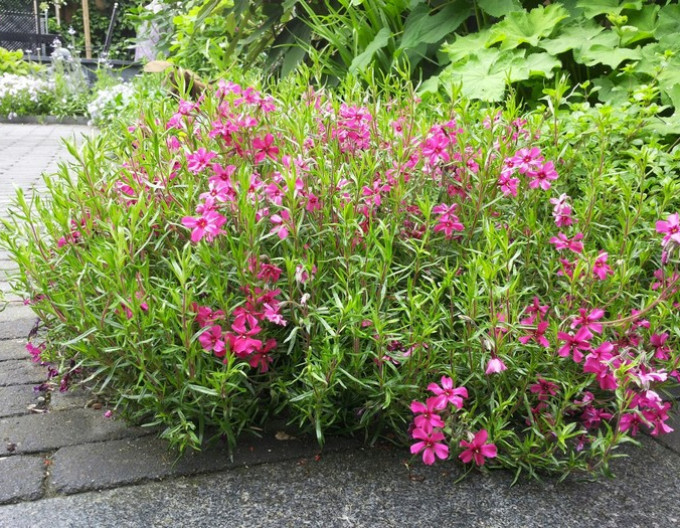 Flammenblume Scarlet Flame 2l