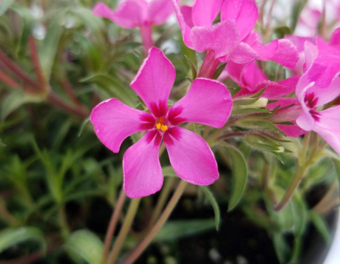 Flammenblume Scarlet Flame 2l