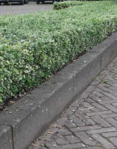 Euonymus fortunei "EMERALD GAIETY"