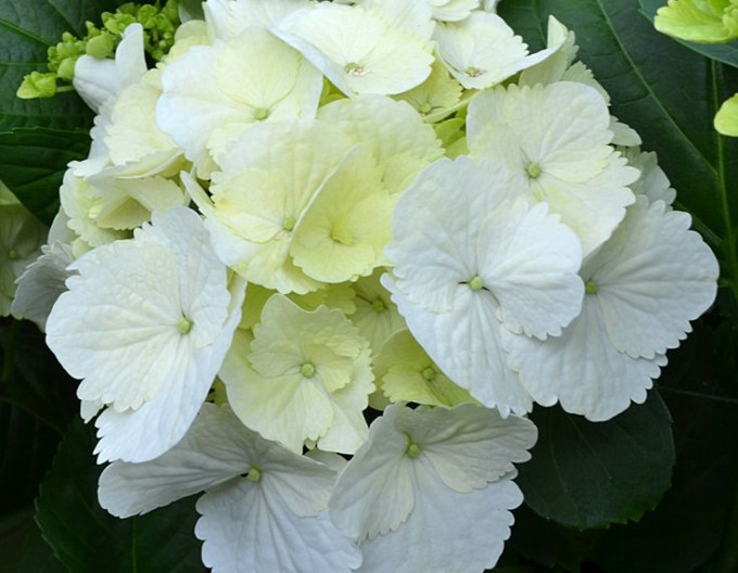 Bauernhortensie (Hydrangea macrophylla) „Snowball“  2l