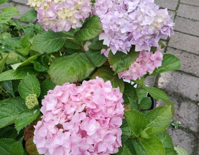 Bauernhortensie (Hydrangea macrophylla) „Bouquet Rose“ 2l