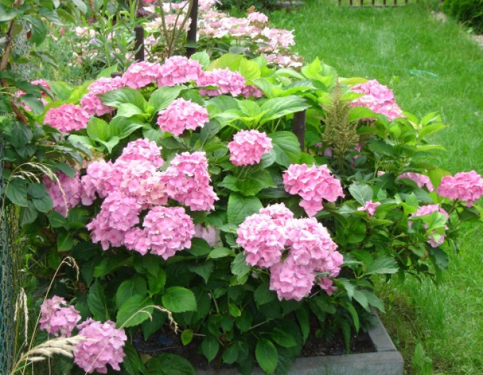 Bauernhortensie (Hydrangea macrophylla) „Bouquet Rose“ 2l