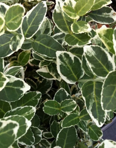 Euonymus fortunei "EMERALD GAIETY"
