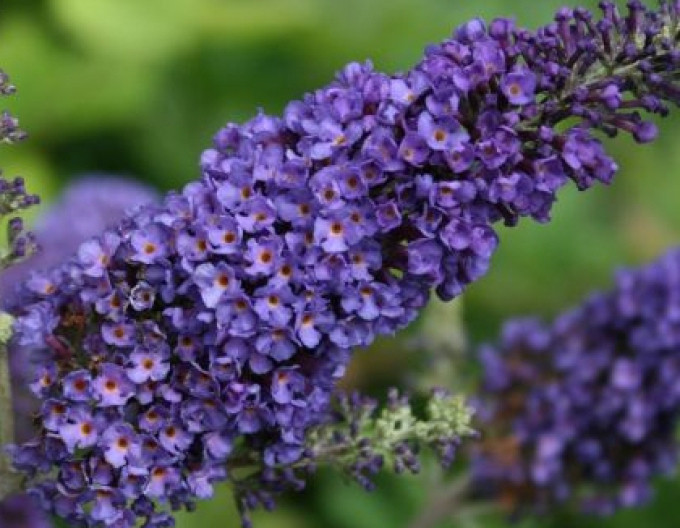 Sommerflieder (Buddleja davidii)  Empire Blue 2l