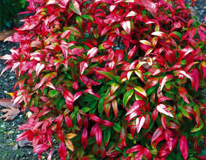 Nandina ‚Fire Power’ 2 l