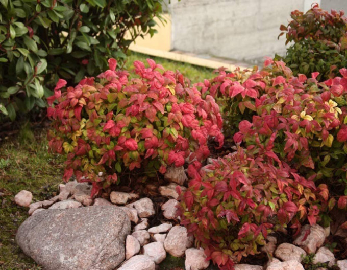 Nandina ‚Fire Power’ 2 l