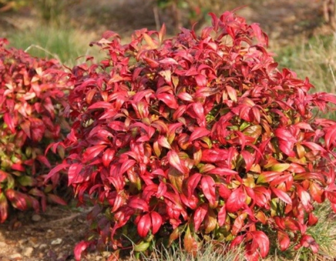 Nandina ‚Fire Power’ 2 l