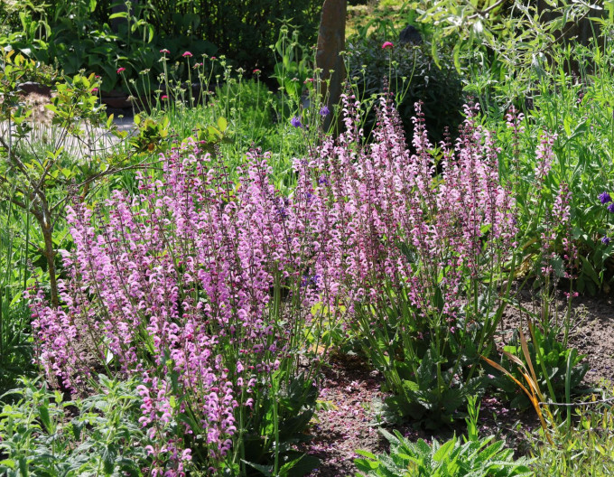 Wiesen-Salbei „Rose Rhapsody“