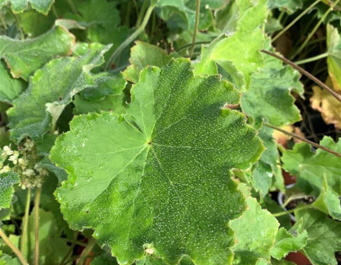 Langhaariges Purpurglöckchen (Heuchera villosa var. macrorrhiza)