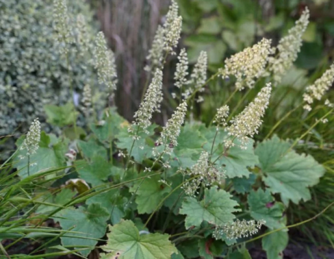 Langhaariges Purpurglöckchen (Heuchera villosa var. macrorrhiza)