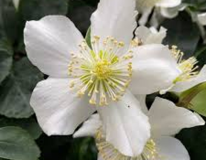 Christrose (Helleborus niger) ´Advent Star´