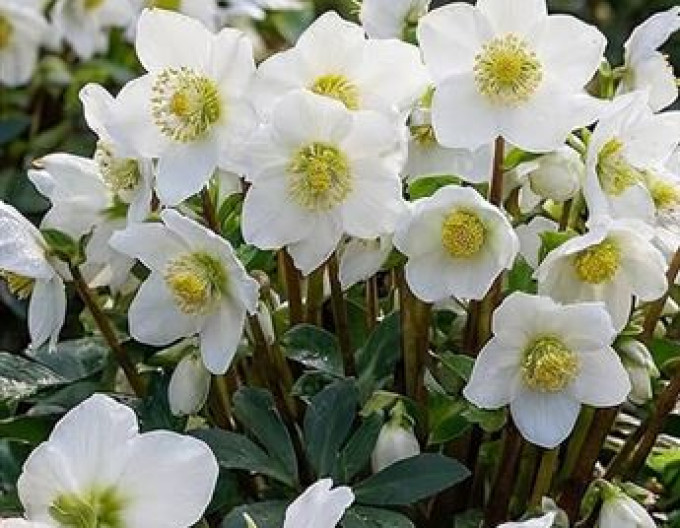 Christrose (Helleborus niger) ´Advent Star´