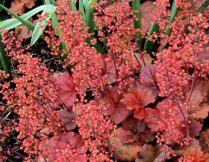 Purpurglöckchen (Heuchera) „Cherry Cola“ 1 l