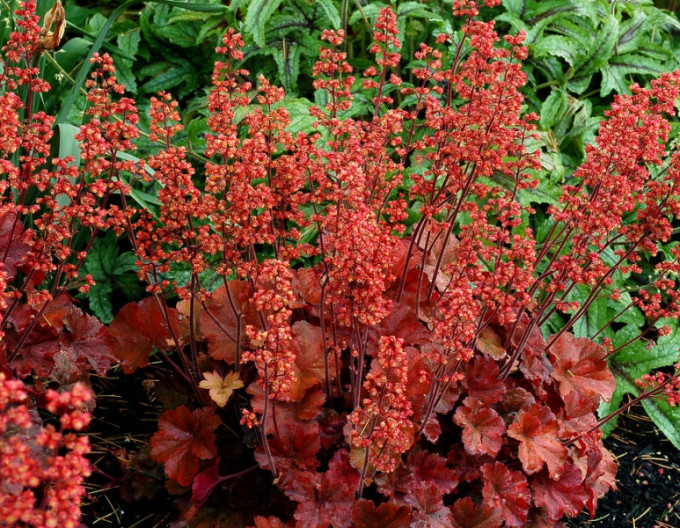 Purpurglöckchen (Heuchera) „Cherry Cola“ 1 l