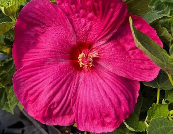 Sumpf-Eibisch (Hibiscus moscheutos) „Luna Rose“