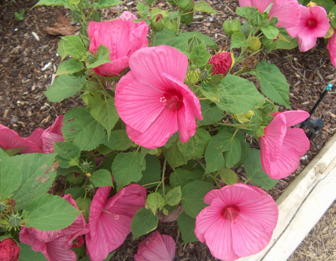 Sumpf-Eibisch (Hibiscus moscheutos) „Luna Rose“