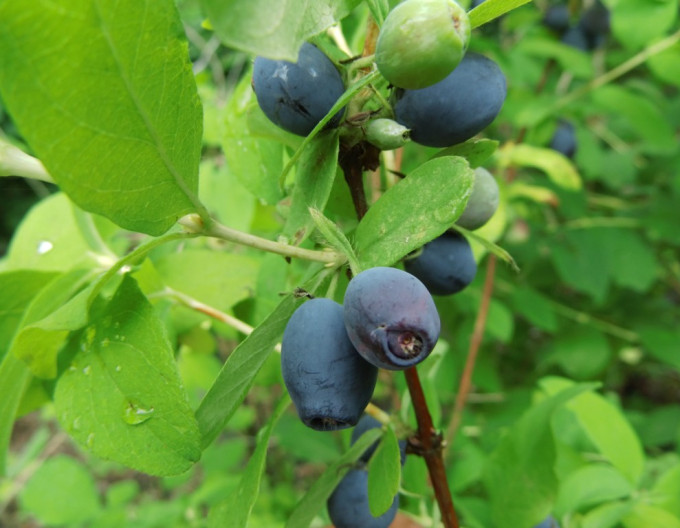 Sibirische Blaubeere  ’Strawberry Sensation’