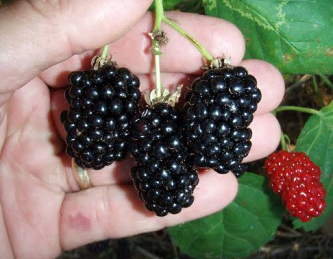Brombeere „Natchez“