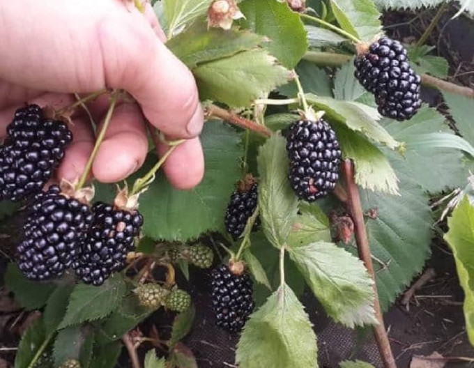 Brombeere „Natchez“