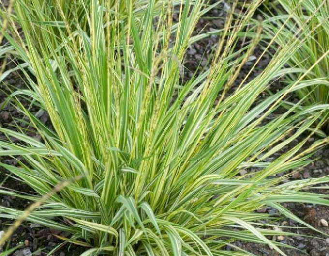 Pfeifengras ´Variegata´ 2l